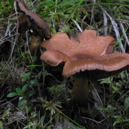 Cortinarius malicorius